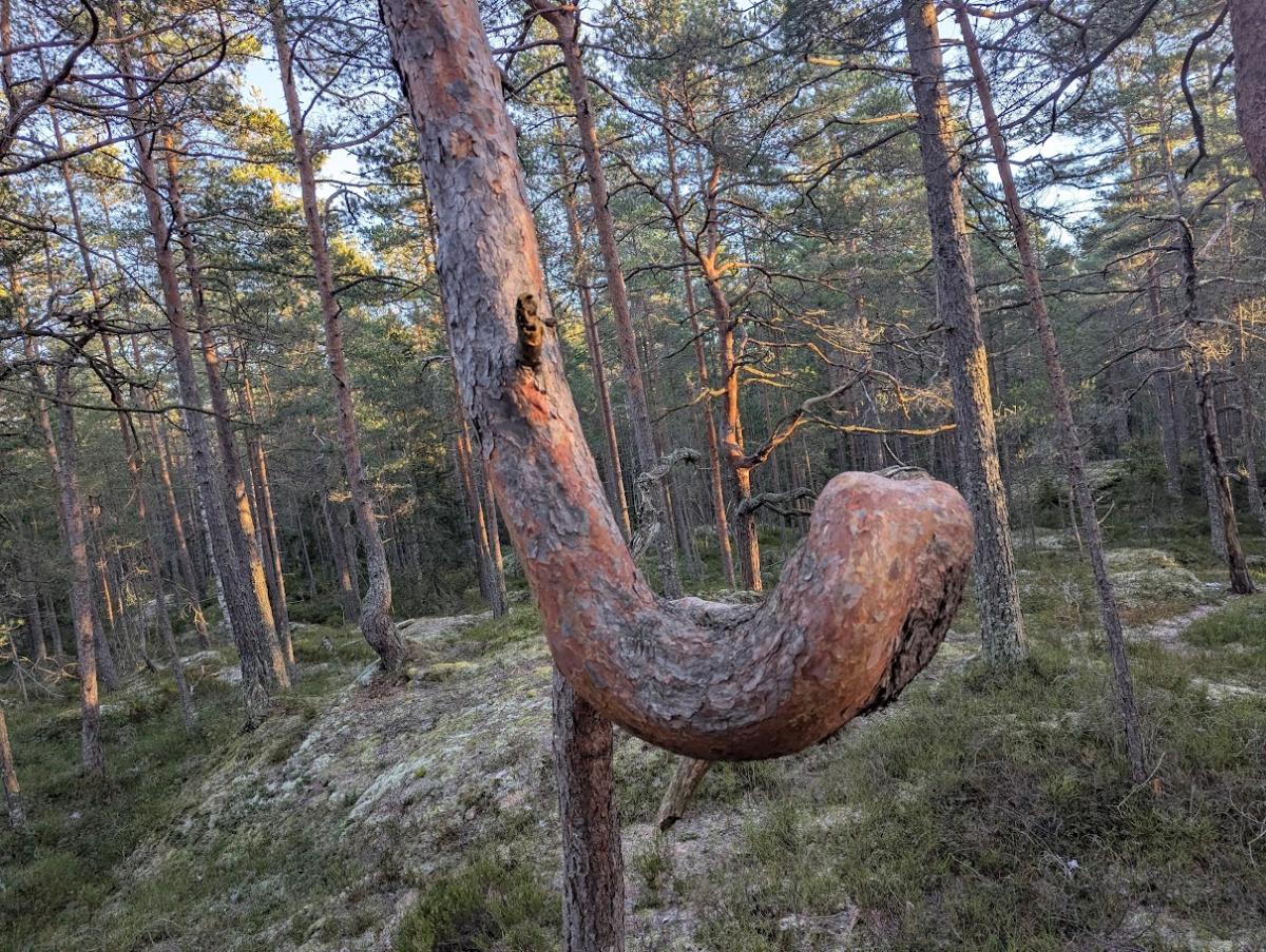 2026 &ndash; friluftsliv, fellesskap og beredskap - headerbilde